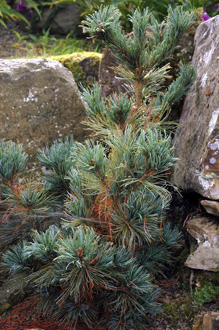 Pinus pumila Draijers Dwarf ws (1).jpg